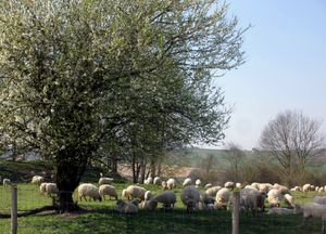 생 피터 산의 양