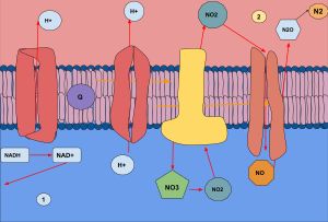 혐기성 탈질 (ETC 시스템)