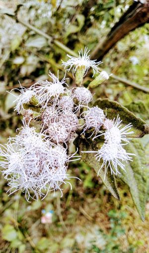 시암 풀, 도입된 침입종