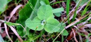 이슬 방울이 맺힌 토끼풀