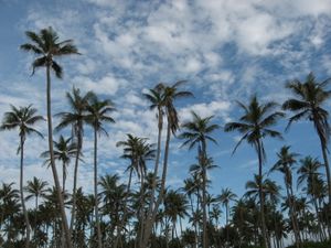 코코야자 나무는 섬에서 상업적으로 중요한 작물이다.