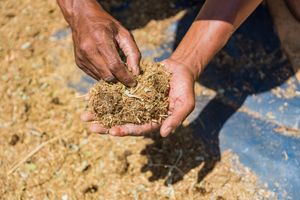 나미비아에서 현지 사료 생산의 기반으로 사용되는 제분된 침입자 관목