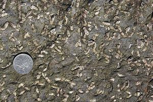 스코틀랜드 북동부 부칸 변성대의 보인디 만에 있는 달라디안 변성암 내의 안달루사이트 결정