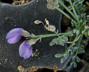 그랜드 캐니언에서만 볼 수 있는 센트리 밀크베취 야생화