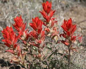  인디언 페인트브러쉬 야생화