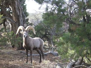 그랜드 캐니언의 큰뿔양