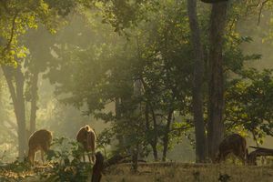 펜치 호랑이 보호 구역의 아름다운 풍경