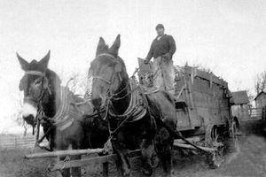 1920년대, 아이오와 주에서 노새가 끄는 마차로 작물을 수확하는 농부
