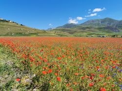 꽃이 핀 렌즈콩 밭이 있는 카스텔루초의 피아노 그란데