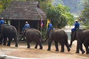 타이 코끼리 보존 센터(Thai Elephant Conservation Center), 헹 챗 지구 람팡의 코끼리 기차