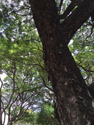 쭐랄롱꼰 대학교 강당 근처의 레인 트리