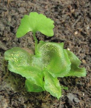 새로운 양치류(우드풀)가 전엽체에서 싹이 튼 모습