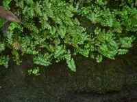 바위에 자라는 사이고쿠홍구고사리