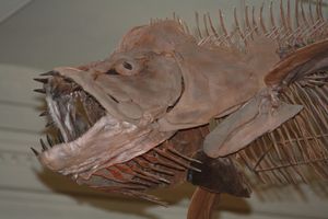 크시팍티누스 두개골 세부 모습, 미국 자연사 박물관