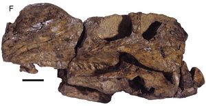 모식 표본 두개골