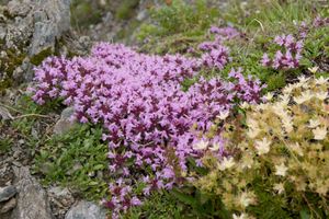 이부키백리향의 군락.오른쪽 앞은 사할린백리향.시로우마 산・2010년 8월
