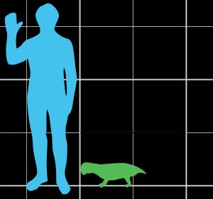 사람과 비교한 리스트로사우루스 무레일의 크기.