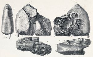 홀로타입의 석판화, 표본과 관련이 없을 수 있으며 현재는 유실된 치아를 보여줌
