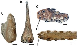 O. simus (A와 C)와 Tropeognathus mesembrinus (B와 D)의 모식 표본