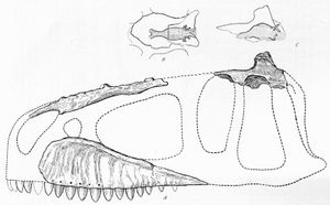 IPHG 1922 X46의 구식 두개골 재구성 및 내주형