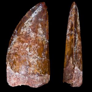 C. saharicus의 치아