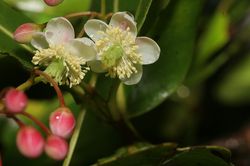 메두사기네 오포시티폴리아의 꽃