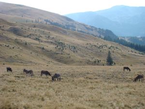 「거친 가죽」은 로바 가죽을 뜻한다