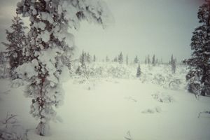 이나리의 눈 덮인 풍경, 라플란드 (핀란드)