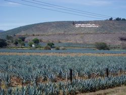 테킬라 마을 근처의 용설란