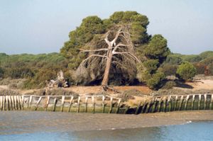 도냐나 국립공원(알몬테)의 과달키비르 강둑