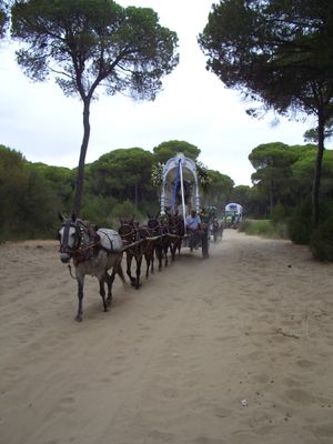 2009년 5월 엘 로시오 순례에서 돌아오는 길에 심페카도(성모 마리아의 이미지를 앞세운 배너)를 실은 마차가 코토 도냐나를 건너고 있다.