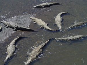 코스타리카의 악어들