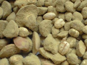 간장 양조를 위한 Aspergillus sojae 배양물과 콩 및 밀