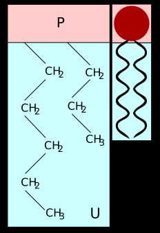 달걀 노른자의 레시틴(인지질) 분자 구조. 유화 작용을 담당한다.