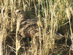 고비 사막의 들판에 있는 사막꿩