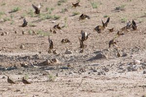 나마콰사막꿩은 무리 생활을 하며, 큰 무리를 지어 먹고 마신다.