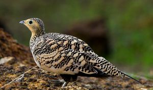 Chestnut-bellied sandgrouse