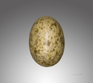 Egg