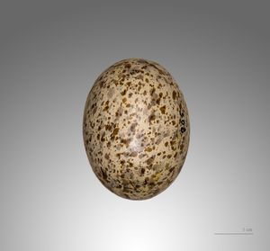 Egg