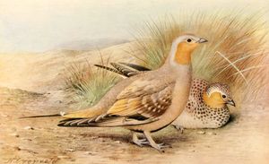 Spotted sandgrouse