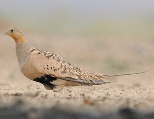Pallas's sandgrouse