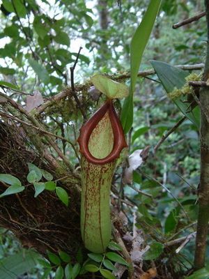 식충 식물인 Nepenthes insignis는 비악 섬에서 자란다.