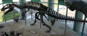 노스캐롤라이나 자연 과학 박물관에 전시된 아크로칸토사우루스(Acrocanthosaurus) 골격