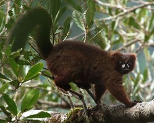 A red-bellied lemur stands on a branch, rubbing his rump against some smaller branches.