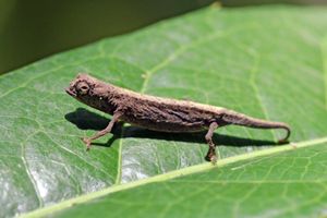 브룩케시아 미니마(Brookesia minima), 로코베 엄격 보호 구역. 브룩케시아 속의 카멜레온 30종은 작고, 보통 갈색이며 주로 육상에서 생활한다.