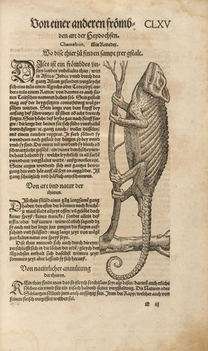 게스너의 책(1563) 독일어 번역본에 실린 카멜레온