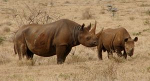 케냐 중부 레와에 있는 어미와 새끼