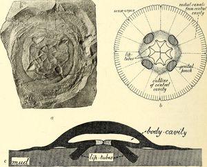 화석 해파리, Rhizostomites lithographicus, Kimmeridgian (후기 쥐라기, 1억 5700만 년 전 ~ 1억 5200만 년 전)의 Solnhofen, 독일에서 발견된 고생 해파리 중 하나