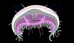 Labelled cross section of a jellyfish