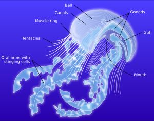 Anatomy of a scyphozoan jellyfish